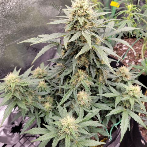 Girl Scout Cookies Extreme auto #2 (ILGM) growlog timeline photo