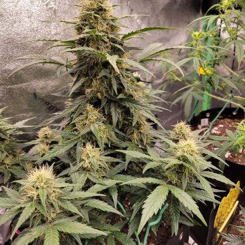 Girl Scout Cookies Extreme auto #2 (ILGM) growlog timeline photo