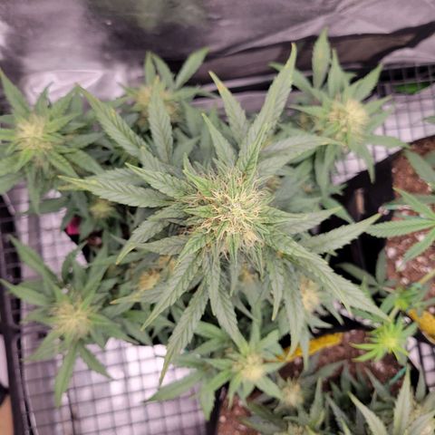 Girl Scout Cookies Extreme auto #2 (ILGM) growlog timeline photo