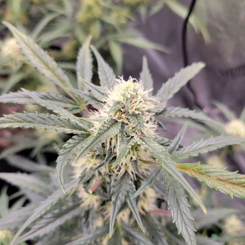 Blue Dream auto #2 (ILGM) growlog timeline photo