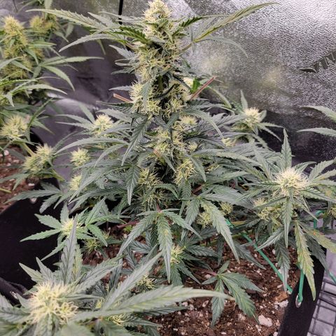 Blue Dream auto #2 (ILGM) growlog timeline photo