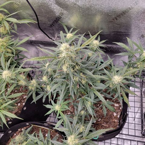 Blue Dream auto #2 (ILGM) growlog timeline photo