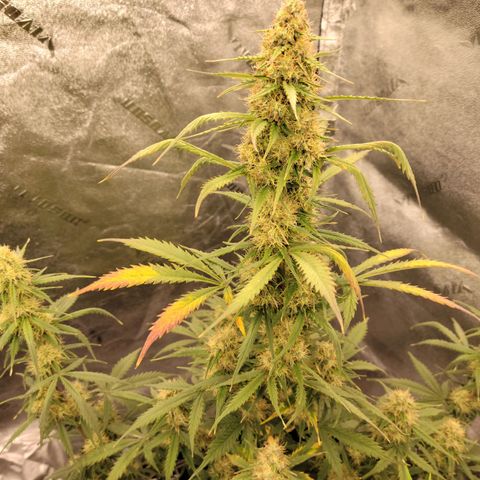 Blueberry Auto (ILGM) growlog timeline photo