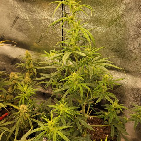 Blue Dream Auto #1 (ILGM) growlog timeline photo