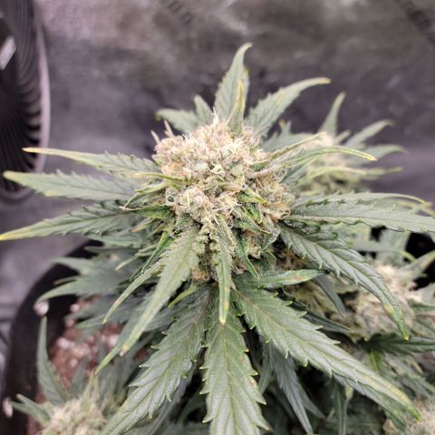 Girl Scout Cookies Extreme auto #1 (ILGM) growlog timeline photo