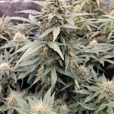 Girl Scout Cookies Extreme auto #2 (ILGM) growlog timeline photo
