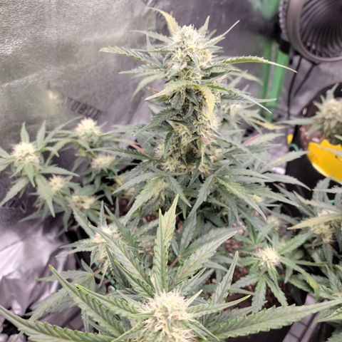 Blue Dream auto #2 (ILGM) growlog timeline photo