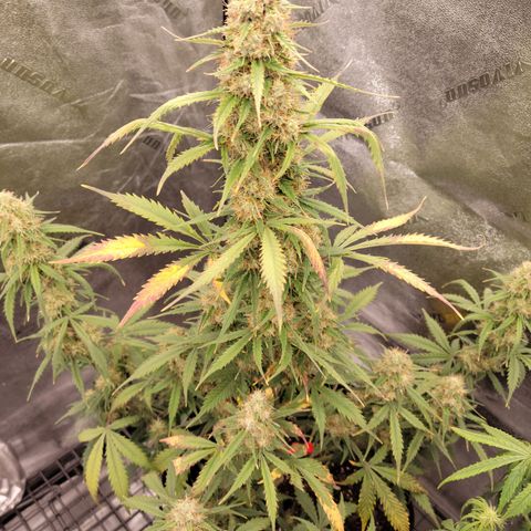 Blueberry Auto (ILGM) growlog timeline photo