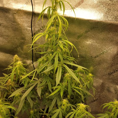 Blue Dream Auto #1 (ILGM) growlog timeline photo