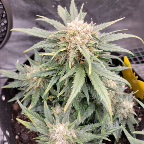 Girl Scout Cookies Extreme auto #1 (ILGM) growlog timeline photo