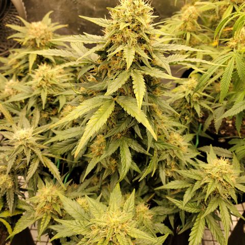 Girl Scout Cookies Extreme auto #2 (ILGM) growlog timeline photo