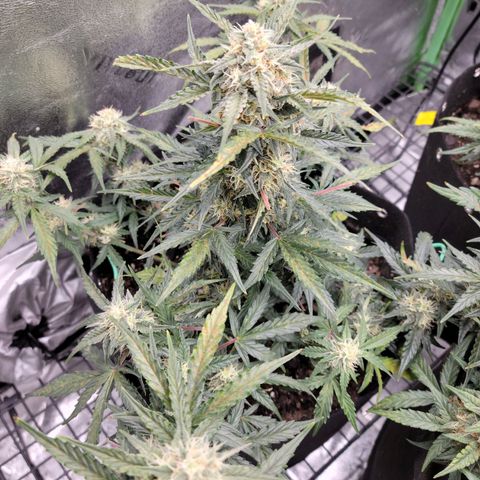 Blue Dream auto #2 (ILGM) growlog timeline photo