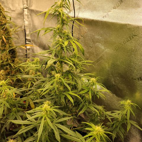 Blue Dream auto #2 (ILGM) growlog timeline photo