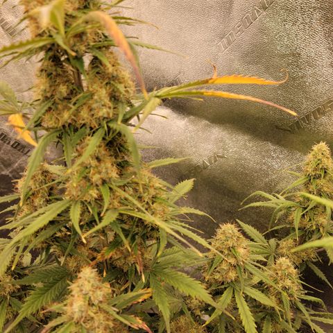 Blueberry Auto (ILGM) growlog timeline photo