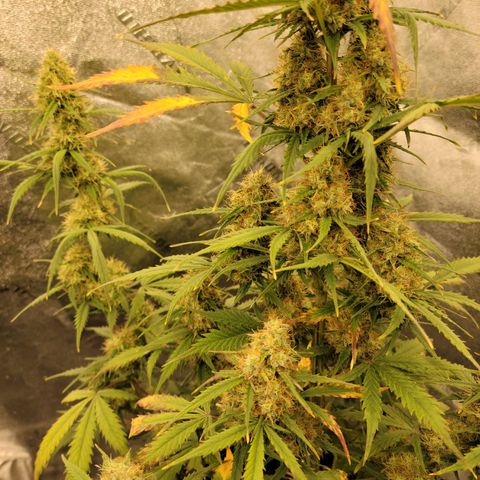 Blueberry Auto (ILGM) growlog timeline photo