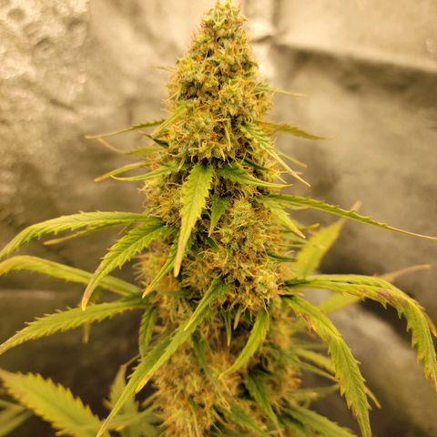 Blueberry Auto (ILGM) growlog timeline photo