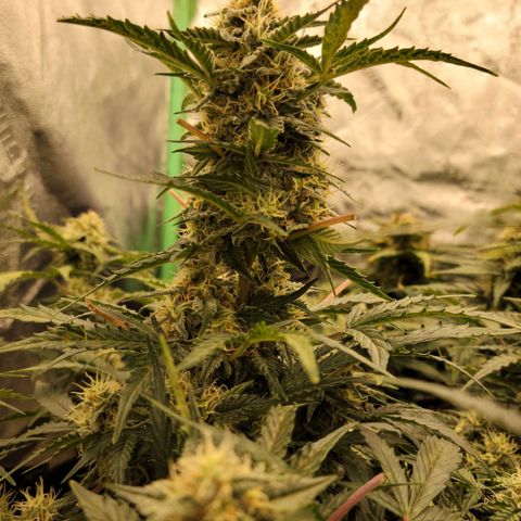 Blue Dream Auto #1 (ILGM) growlog timeline photo