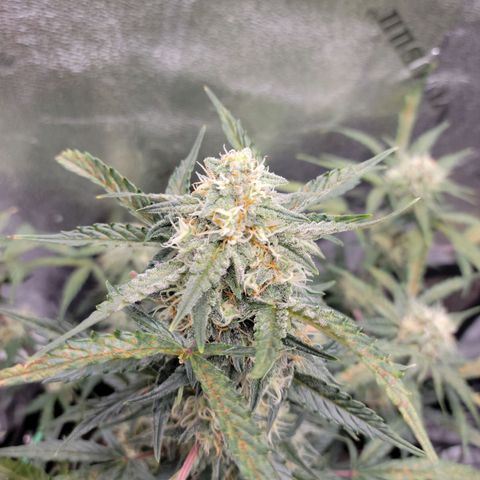 Blue Dream Auto #1 (ILGM) growlog timeline photo