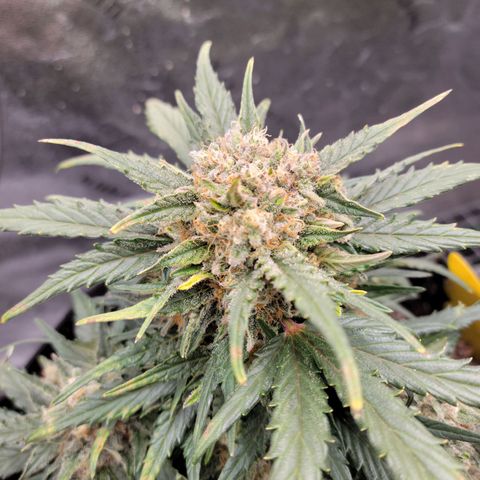 Girl Scout Cookies Extreme auto #1 (ILGM) growlog timeline photo