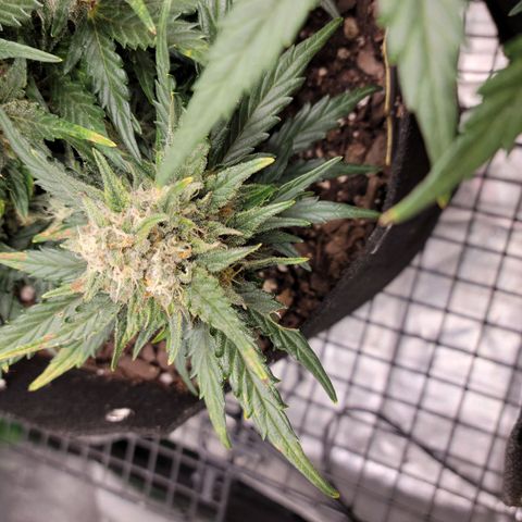 Girl Scout Cookies Extreme auto #1 (ILGM) growlog timeline photo