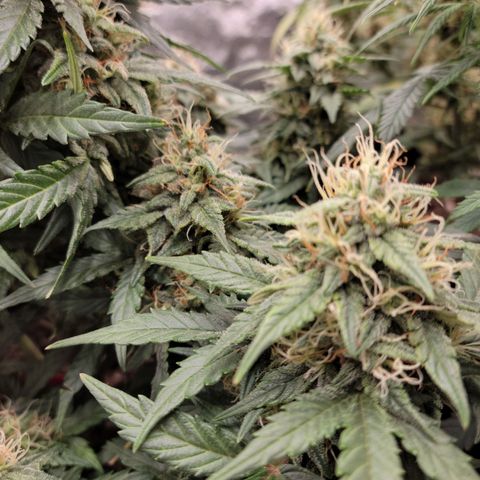 Girl Scout Cookies Extreme auto #2 (ILGM) growlog timeline photo