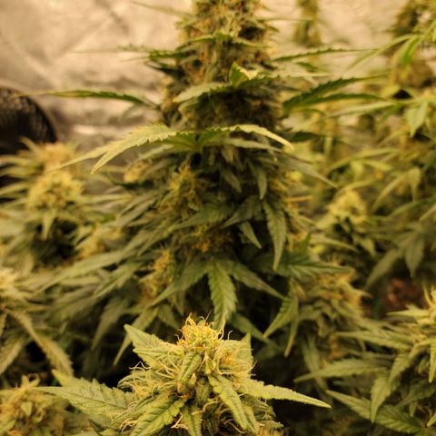 Girl Scout Cookies Extreme auto #2 (ILGM) growlog timeline photo