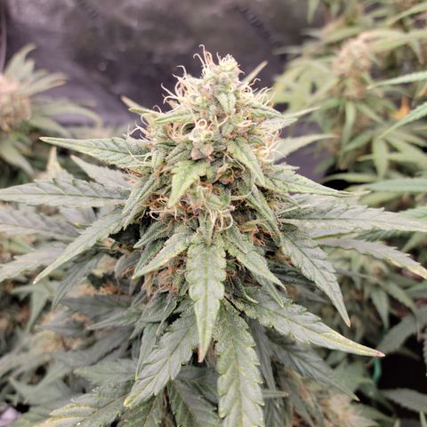 Girl Scout Cookies Extreme auto #2 (ILGM) growlog timeline photo