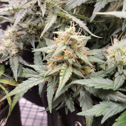 Girl Scout Cookies Extreme auto #2 (ILGM) growlog timeline photo
