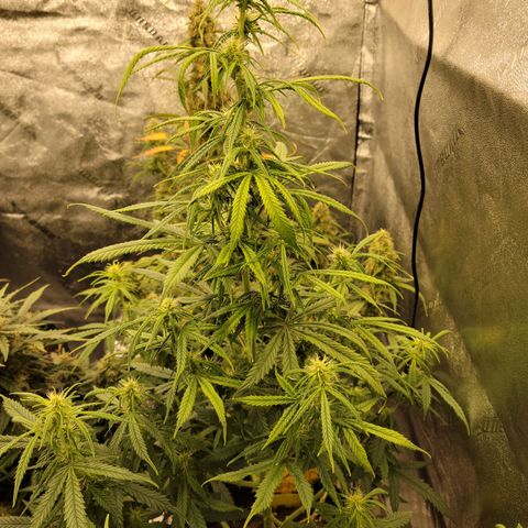 Blue Dream auto #2 (ILGM) growlog timeline photo