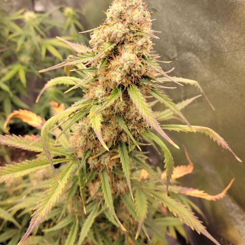 Blueberry Auto (ILGM) growlog timeline photo