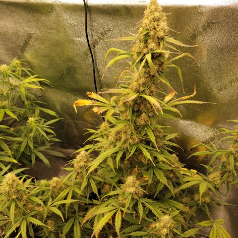 Blueberry Auto (ILGM) growlog timeline photo