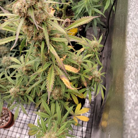 Blueberry Auto (ILGM) growlog timeline photo