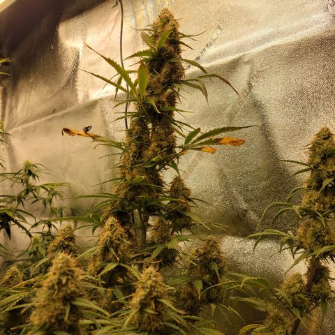 Blueberry Auto (ILGM) growlog timeline photo