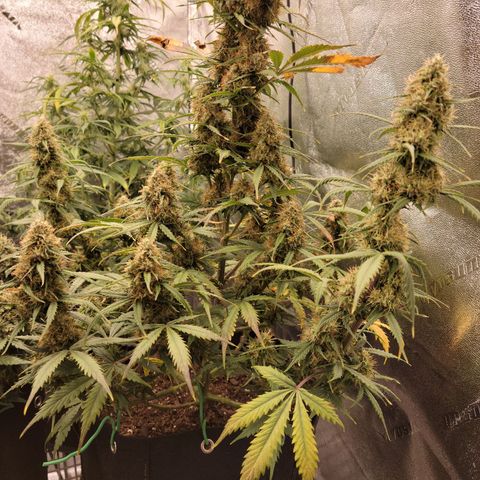 Blueberry Auto (ILGM) growlog timeline photo