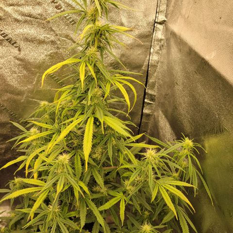 Blue Dream Auto #1 (ILGM) growlog timeline photo