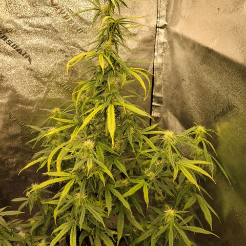 Blue Dream Auto #1 (ILGM) growlog timeline photo