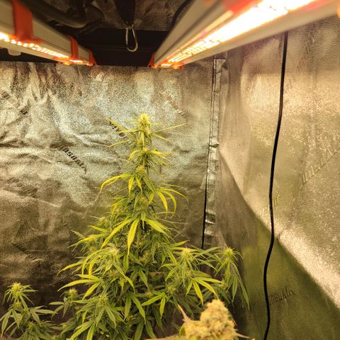 Blue Dream Auto #1 (ILGM) growlog timeline photo