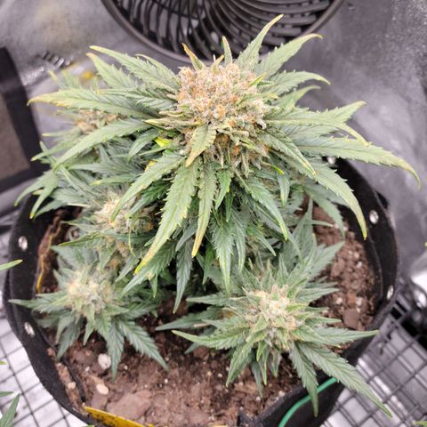 Girl Scout Cookies Extreme auto #1 (ILGM) growlog timeline photo
