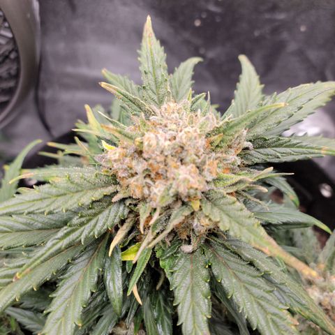 Girl Scout Cookies Extreme auto #1 (ILGM) growlog timeline photo