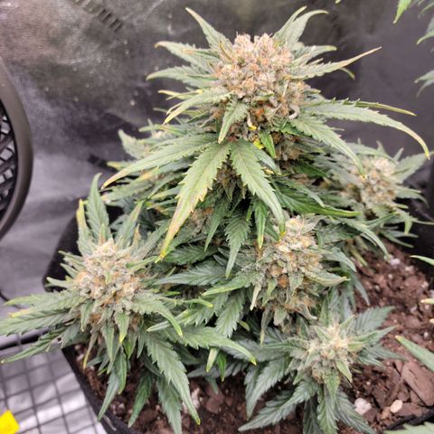 Girl Scout Cookies Extreme auto #1 (ILGM) growlog timeline photo