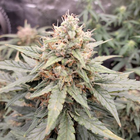 Girl Scout Cookies Extreme auto #2 (ILGM) growlog timeline photo