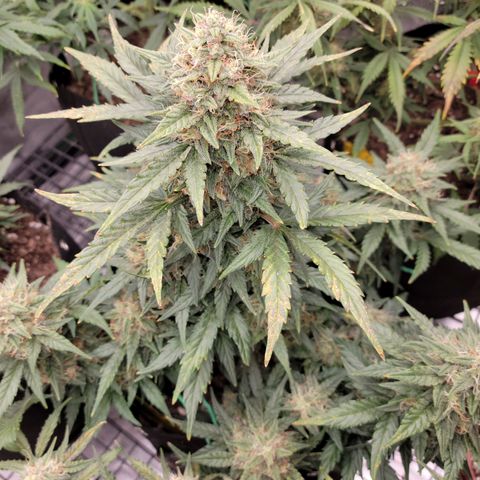 Girl Scout Cookies Extreme auto #2 (ILGM) growlog timeline photo