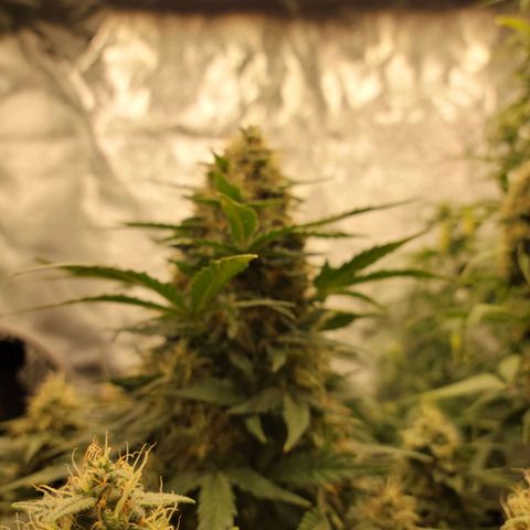 Girl Scout Cookies Extreme auto #2 (ILGM) growlog timeline photo