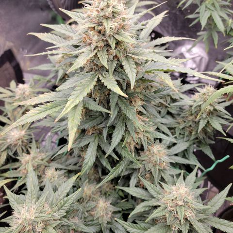Girl Scout Cookies Extreme auto #2 (ILGM) growlog timeline photo
