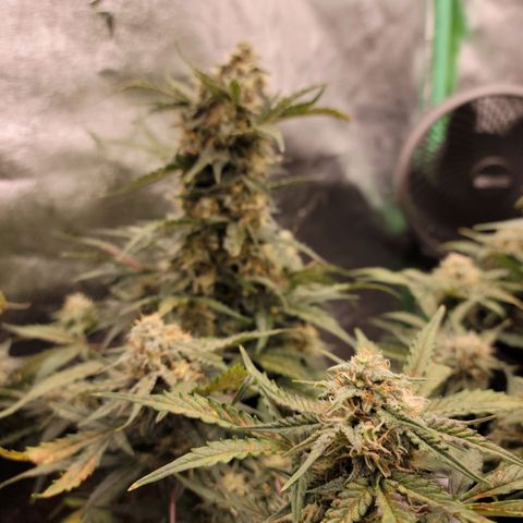 Blue Dream auto #2 (ILGM) growlog timeline photo