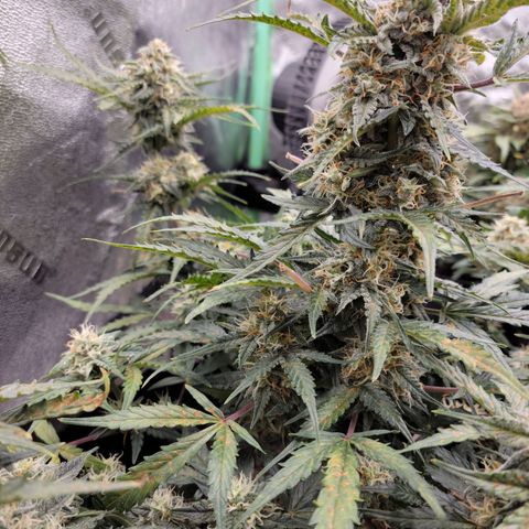 Blue Dream auto #2 (ILGM) growlog timeline photo