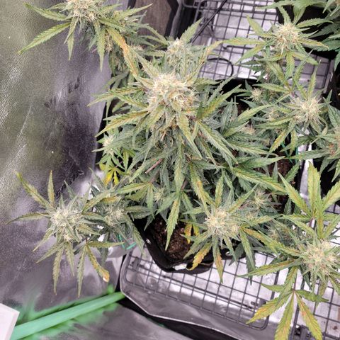 Blue Dream auto #2 (ILGM) growlog timeline photo