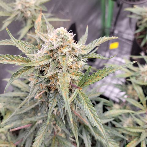 Blue Dream auto #2 (ILGM) growlog timeline photo