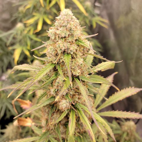 Blueberry Auto (ILGM) growlog timeline photo