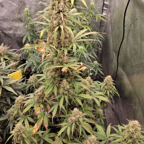 Blueberry Auto (ILGM) growlog timeline photo